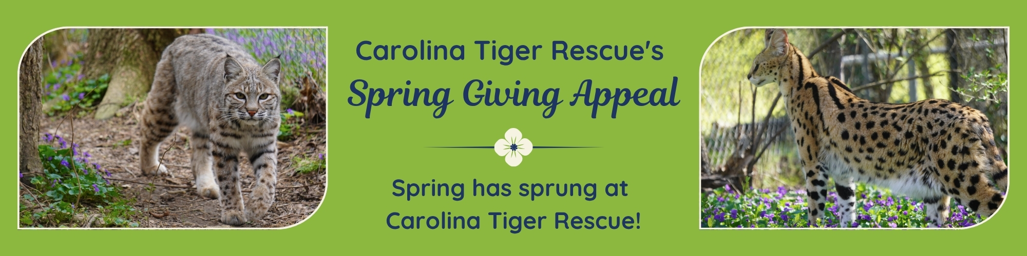 Carolina Tiger Rescue